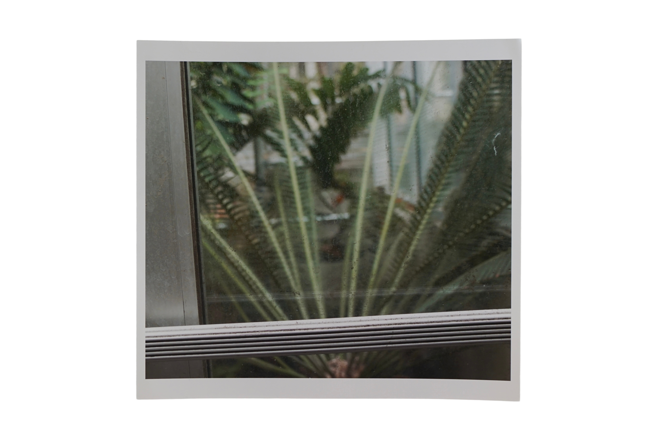 Window Fronds
