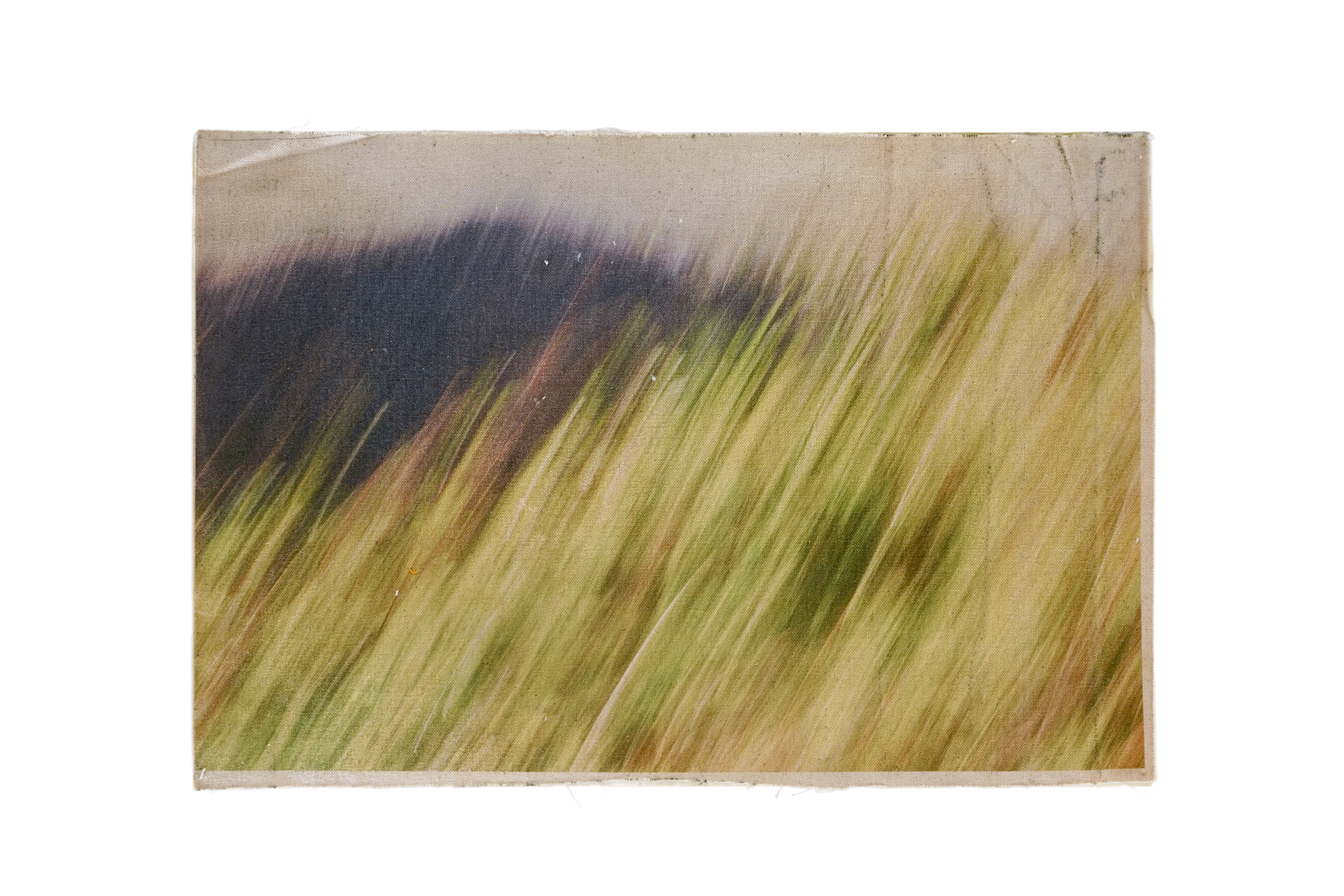 Wind Through Grass